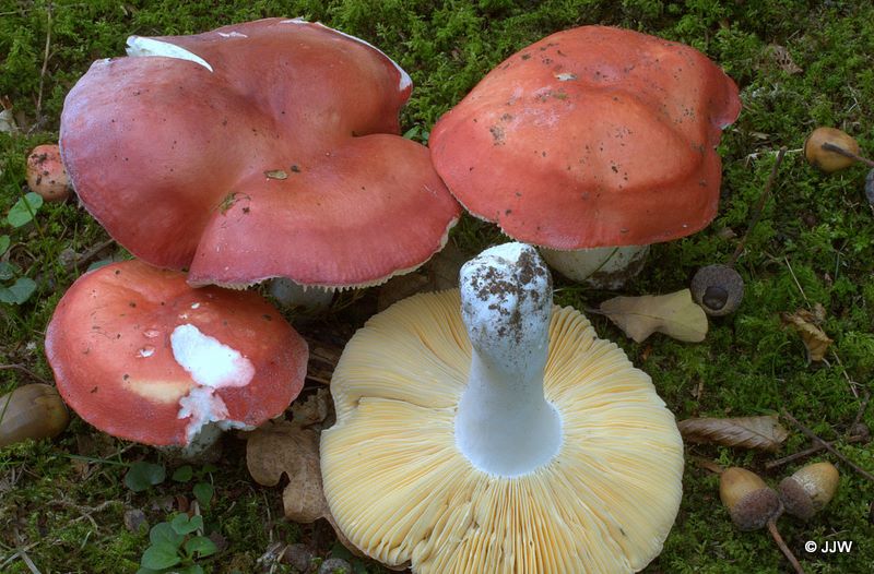 Russula pseudointegra